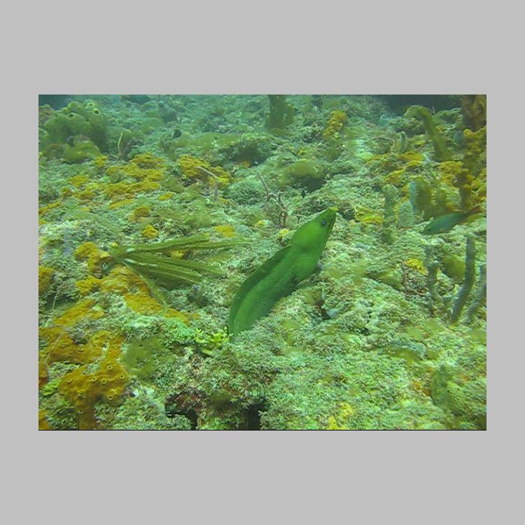 MVI_5922 Green Moray out of hole.AVI